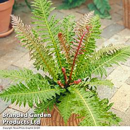 Blechnum brasiliense Volcano