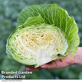 Cabbage Green Rich (Summer/Autumn) F1 - Seeds