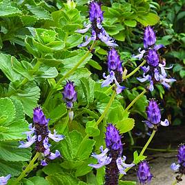 Scaredy Cat plant Coleus Canina keep cats out of your garden -  Portugal