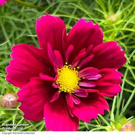 Cosmos bipinnatus Fandango - Seeds