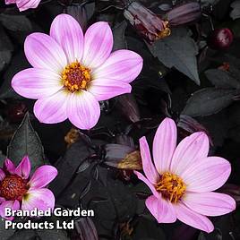 Dahlia Happy Days Pink