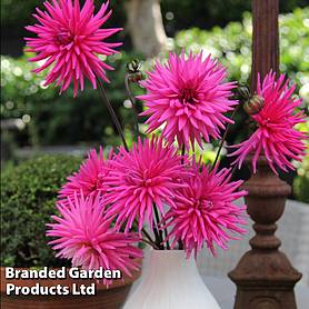 Dahlia Electro Pink