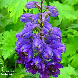 Delphinium Magic Fountains Dark Blue Dark Bee