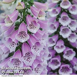 Digitalis Dalmatian Rose