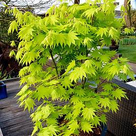 Acer Shirasawanum Jordan