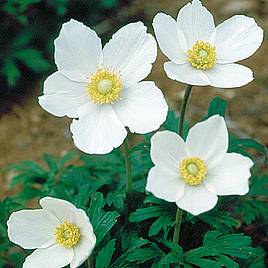 Anemone Sylvestris