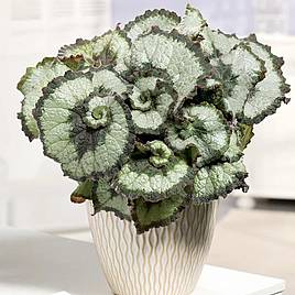 Begonia Escargot | Dobies