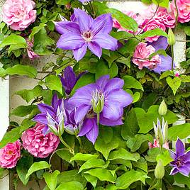 Clematis Jackmanii