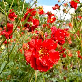 Geum mrs outlet bradshaw