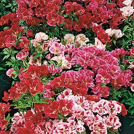 Godetia Dwarf Bedding Mixed - Seeds