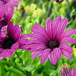 Osteospermum - Tresco Purple | Dobies