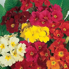 Polyanthus Dobies Superb Mixed - Seeds