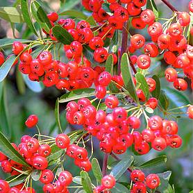 Pyracantha coccinea Red Star