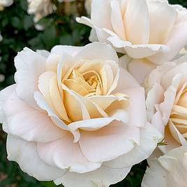 Rose Champagne Moment (Floribunda Rose)