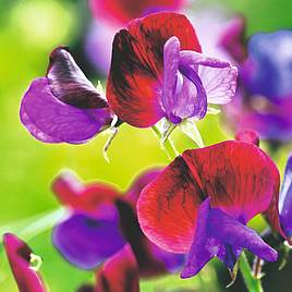 Sweet Pea Cupani - Seeds