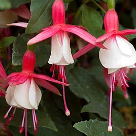 Fuchsia Alice Hoffman (Hardy)