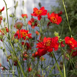 Geum Mrs J. Bradshaw