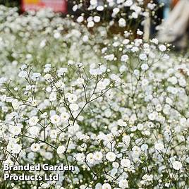 Gypsophila paniculata Double Snowflake