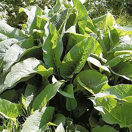 Comfrey - Seeds