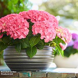 Hydrangea Tabletop