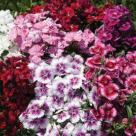 Dianthus Festival Mixed