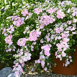 Hydrangea French Bolero