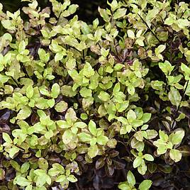 Pittosporum tenuifolium Tom Thumb