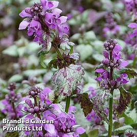 Lamium maculatum Beacon Silver