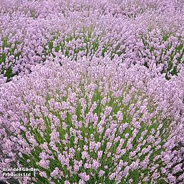 Lavender Rosea