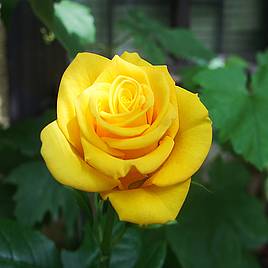 Rose Golden Wedding (Floribunda Rose)