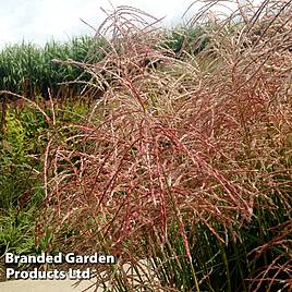 Miscanthus Pink Cloud