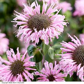 Monarda Elegant Pink