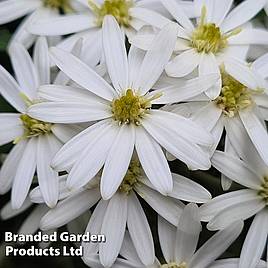 Leucanthemum x Maximum Snow Lady