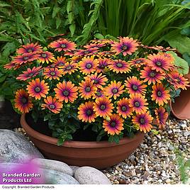 Osteospermum Purple Sun