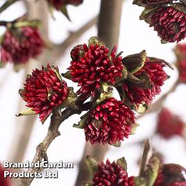 Parrotia persica