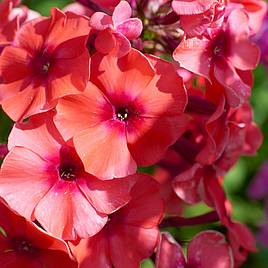 Phlox Orange Perfection