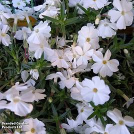 Phlox douglasii White Admiral