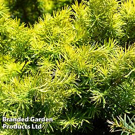 Picea glauca Jalako Gold