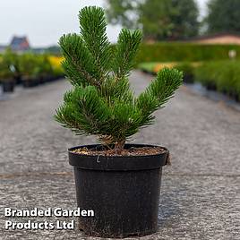 Pinus nigra Oregon Green