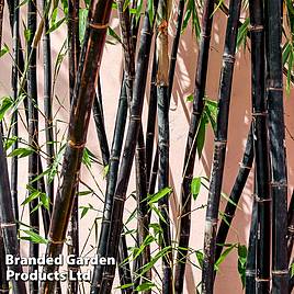 Black Bamboo