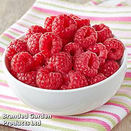 Raspberry Glen Ample (Summer fruiting)