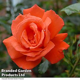 Rose Orange Sensation