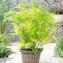 Sambucus nigra Golden Tower