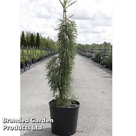 Sequoiadendron giganteum Pendulum