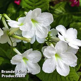 Streptocarpus Albatross