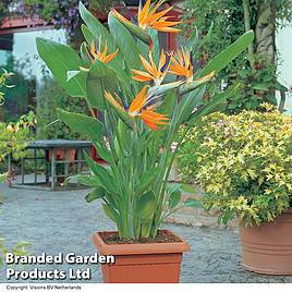 Strelitzia Bird of Paradise