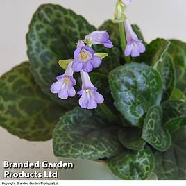 Streptocarpus Pretty Turtle