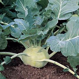 Kohlrabi Kossak F1 - Seeds