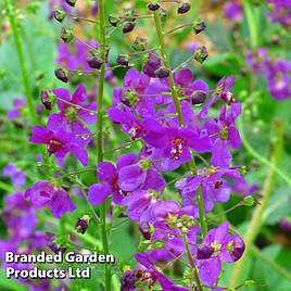 Verbascum Phoeniceum Violetta