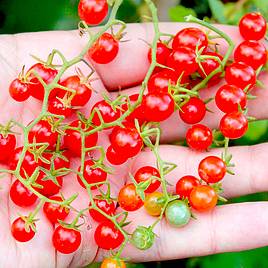 Tomato Red Currant (Determinate) - Seeds